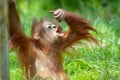 Cute baby orangutan Royalty Free Stock Photo