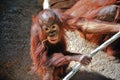 Cute baby orangutan Royalty Free Stock Photo