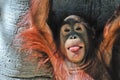 Cute baby orangutan Royalty Free Stock Photo