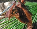 Cute baby orangutan Royalty Free Stock Photo