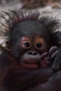 Cute baby orangutan, gentle hand Royalty Free Stock Photo