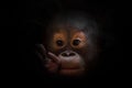 Cute baby orangutan, gentle hand Royalty Free Stock Photo