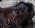 Cute baby orangutan, gentle hand Royalty Free Stock Photo