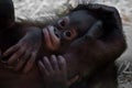 Cute baby orangutan, gentle hand Royalty Free Stock Photo