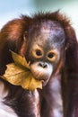 Cute baby orangutan playing Royalty Free Stock Photo