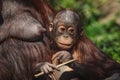 Cute baby orangutan playing with a branch next to his mother Royalty Free Stock Photo