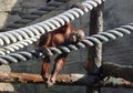 Cute baby orangutan resting in aviary Royalty Free Stock Photo