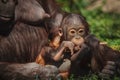 Cute baby orangutan resting after nursing Royalty Free Stock Photo