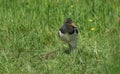 A cute baby Oystercatcher Haematopus ostralegus searching for food in a meadow. Royalty Free Stock Photo