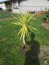 Cute baby palm tree.