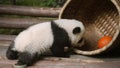 A cute baby panda playing