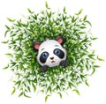 Cute baby panda smiling with lots of bamboo leaf white background