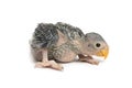 A cute baby parrot isolated on white background Royalty Free Stock Photo