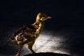 A really cute baby peacock chicken