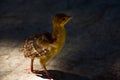 A really cute baby peacock chicken