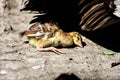 A really cute baby peacock chicken the didn`t make it Royalty Free Stock Photo