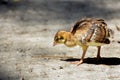 A really cute baby peacock chicken