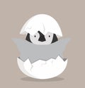 Cute Baby penguin hatched in egg Royalty Free Stock Photo