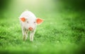 Cute baby pig looking into the camera on green grass background Royalty Free Stock Photo