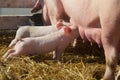 Cute Baby Piglets Milking From Mother Pig
