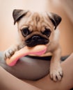 Cute baby puppy pug chewing on dog toy pink rubber bone, close-up Royalty Free Stock Photo