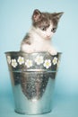 Cute baby cat in basket for flowers on blue background Royalty Free Stock Photo