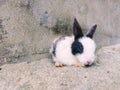 Cute Baby Rabbit. Adorable Newborn baby White Rabbit bunnies looking at something while sitting on Sand. Royalty Free Stock Photo