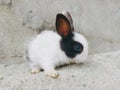 Cute Baby Rabbit. Adorable Newborn baby White Rabbit bunnies looking at something while sitting on Sand. Royalty Free Stock Photo