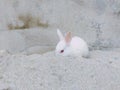 Cute Baby Rabbit. Adorable Newborn baby White Rabbit bunnies looking at something while sitting on Sand. Royalty Free Stock Photo