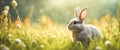 Cute baby rabbit on a green lawn sunshine Royalty Free Stock Photo