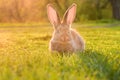 Cute baby rabbit on a green lawn sunshine. Royalty Free Stock Photo