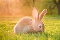 Cute baby rabbit on a green lawn sushine. Royalty Free Stock Photo