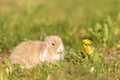 Cute baby rabbit outside in garden Royalty Free Stock Photo