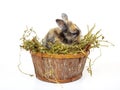 Cute baby rabbit in a wooden basket with dry grass Royalty Free Stock Photo