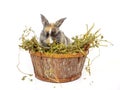 Cute baby rabbit in a wooden basket with dry grass Royalty Free Stock Photo