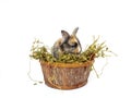 Cute baby rabbit in a wooden basket with dry grass Royalty Free Stock Photo