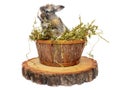 Cute baby rabbit in a wooden basket with dry grass Royalty Free Stock Photo