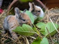Cute baby rabbits Royalty Free Stock Photo