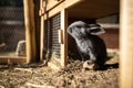 Cute baby rabbits Royalty Free Stock Photo