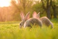 Cute baby rabbits on a green lawn sunshine. Royalty Free Stock Photo
