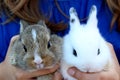 Cute baby rabbits Royalty Free Stock Photo