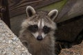 A cute baby raccoon peeking out from behind a concrete wall.