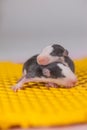 Cute baby rats. Charming little pets on a huge yellow stylized piece of cheese. Cute mice sleep in a bunch. Rat Nest