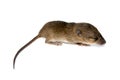 Cute baby rats isolate on white background Royalty Free Stock Photo