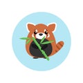 Cute baby red panda standing with bamboo in paw on blue circle Royalty Free Stock Photo