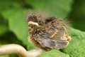 A cute baby Robin Erithacus rubecula perched on a branch. Royalty Free Stock Photo