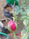 Cute Baby rose flower with water bouble