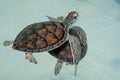 Cute baby sea turtle swimming Royalty Free Stock Photo