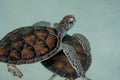 Cute baby sea turtle swimming Royalty Free Stock Photo