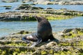 Cute baby seal on rock beach